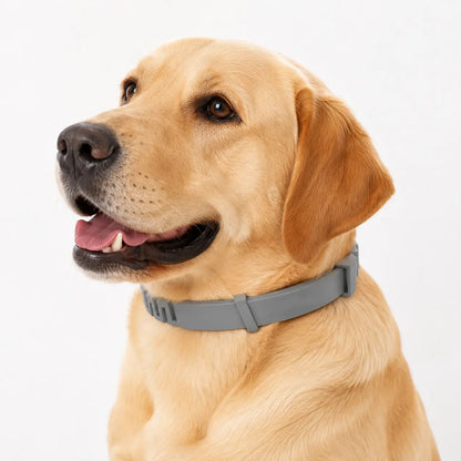 Itch-Free Flea & Tick Shield Collar for Cats & Dogs